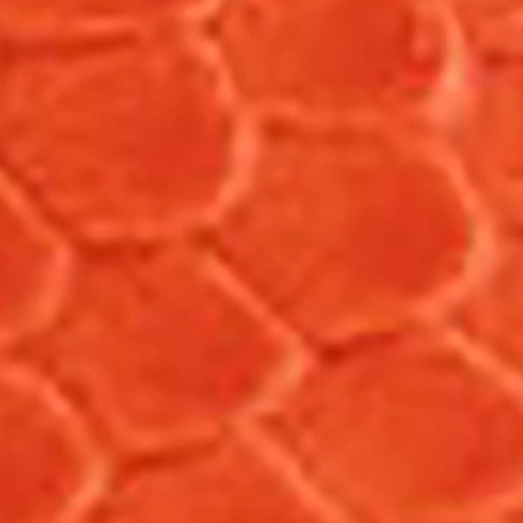 Aerosoles Wide Width Sandals | Flats*Comfortable Women's Back Strap Thong Sandal in Mandarin Snake Print Patent Faux Leather